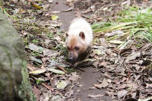 ヤブイヌのフキ近況情報・・・④