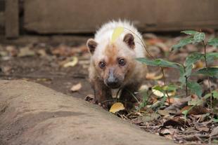 ヤブイヌのフキ近況情報・・・⑥