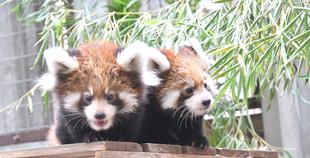 レッサーパンダの赤ちゃん展示場デビュー & 愛称投票を行います!