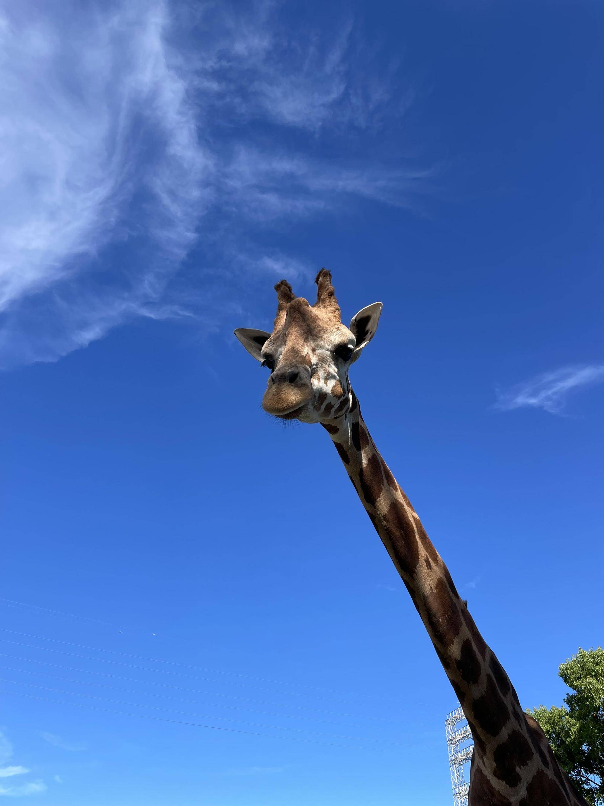 ハクナ お誕生日おめでとう!の写真