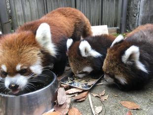 レッサーパンダすくすく成長日記　[それぞれの個性]