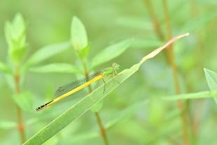 自然環境保全活動をはじめました。