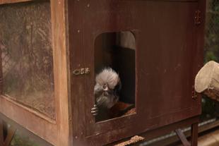 シシオザルの近況①