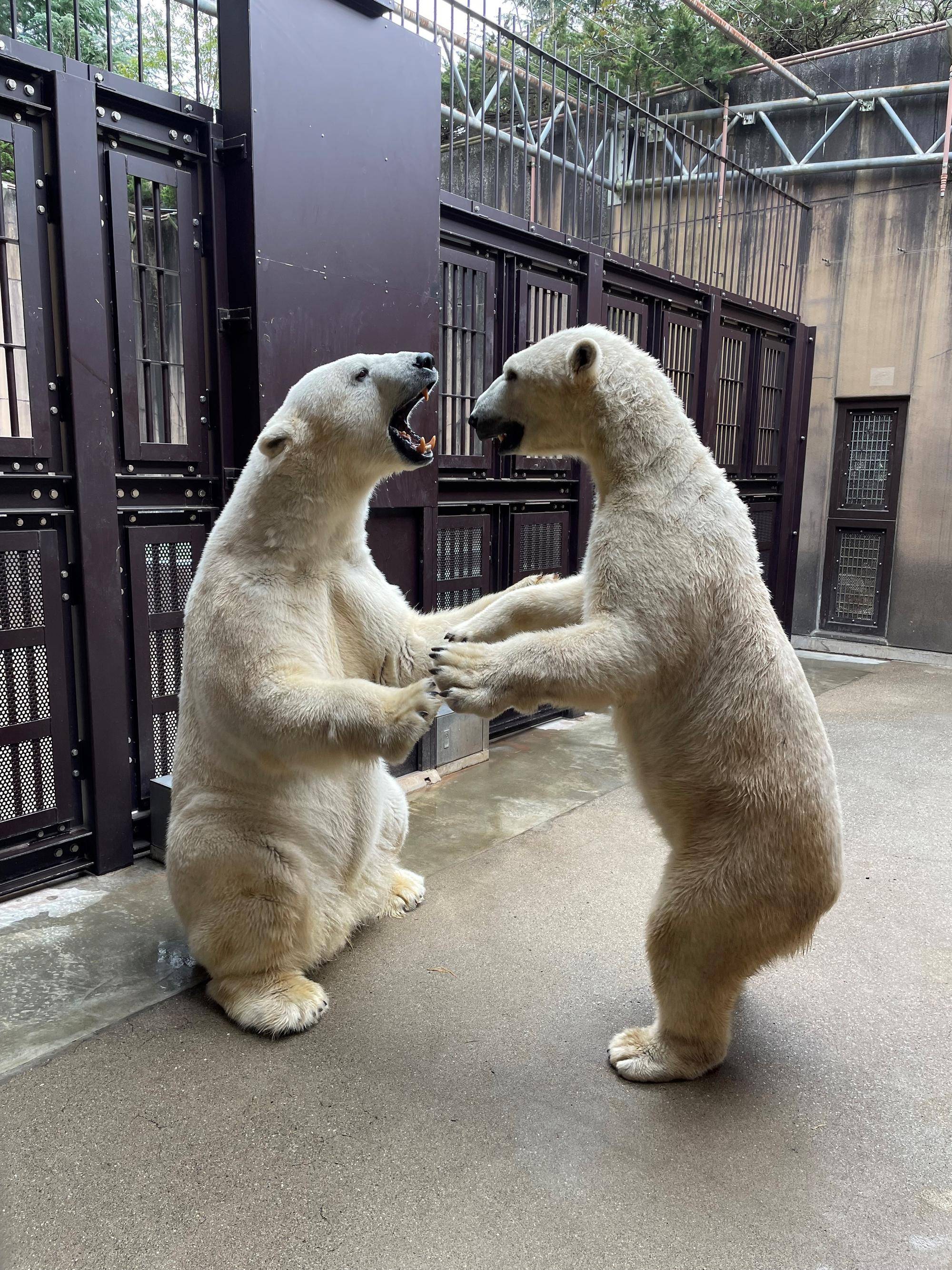 くまペースで...の写真