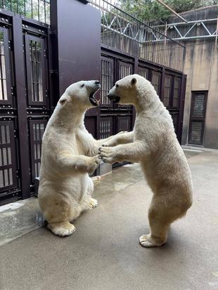 くまペースで...