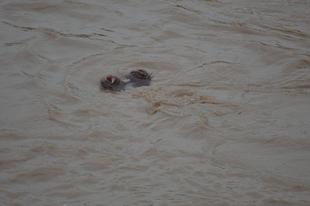 ライオン担当者が見た、アフリカ紀行！～マサイマラ国立保護区・カバのカウンティング編～