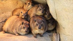 ケープハイラックスが背中に乗る理由