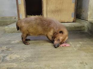 フキの想い出・・・③