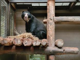雪雄の寝台にもワラを入れましたが・・・