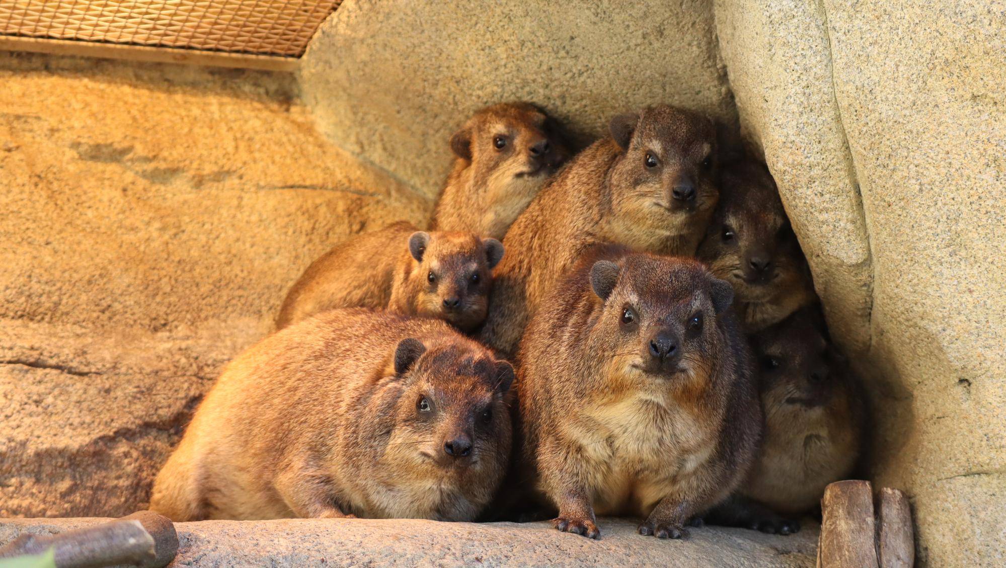 ハイラックスは寒さに弱い動物です!の写真