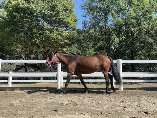 4足歩行の動物の歩き方