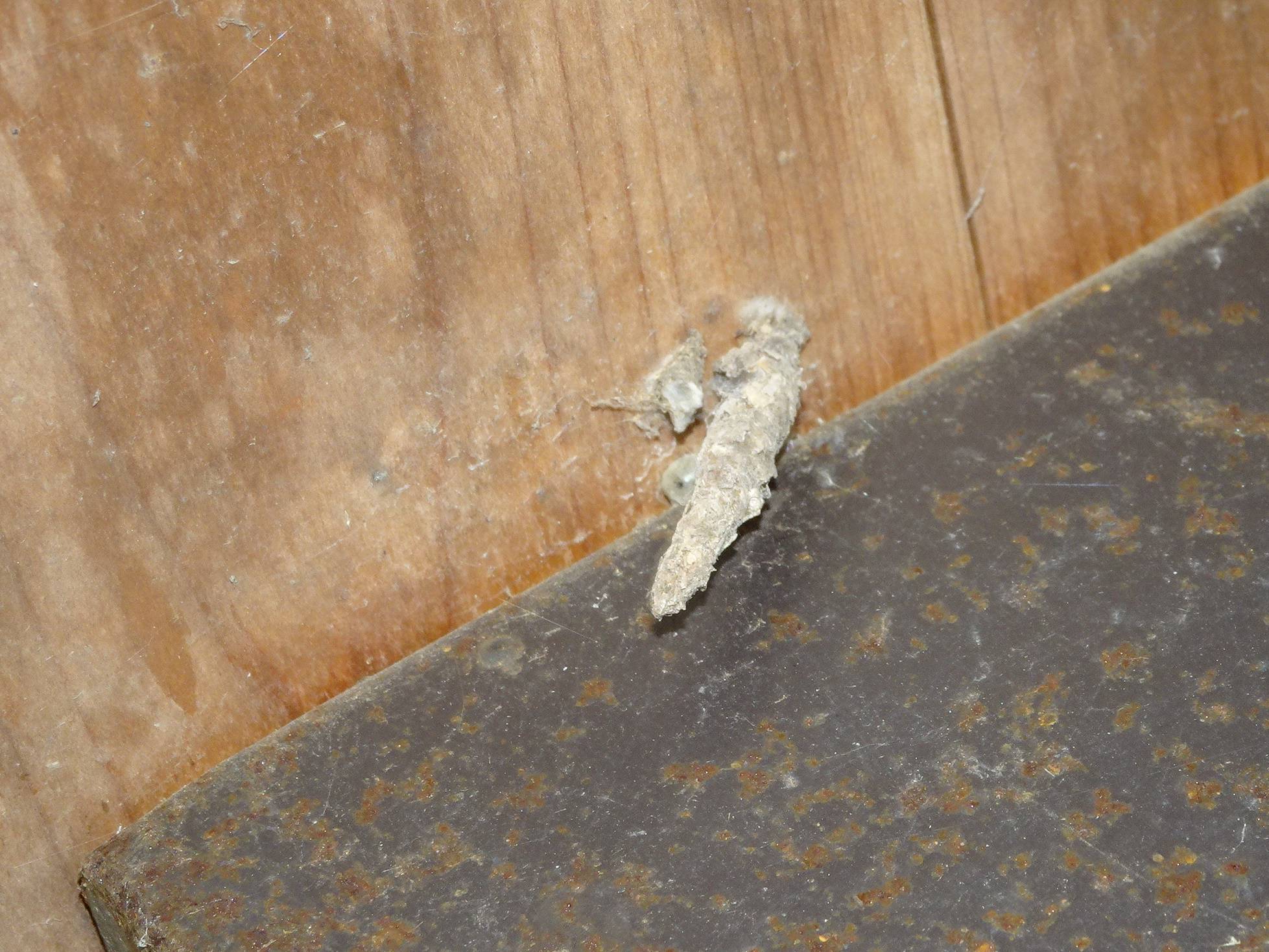 ~ 自然体験林 1月編 ~の写真