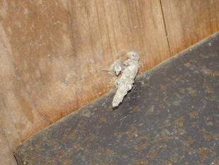 ～　自然体験林　1月編　～