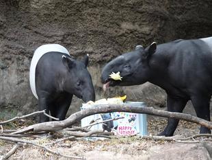 うり坊成長日記 初めての餌プレゼント!編