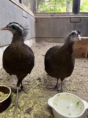 カンムリセイランの親子