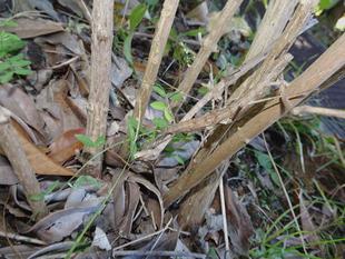 ～　擬態☆見つけたい！　#14　～