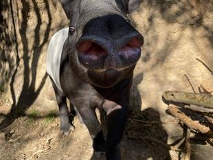 うり坊成長日記 バク舎、年末のお仕事。編