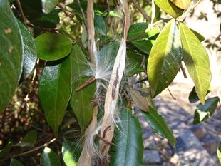 ～　テイカカズラ　～