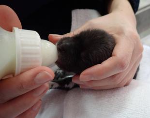 リカオン人工哺育記　その２　哺乳の力