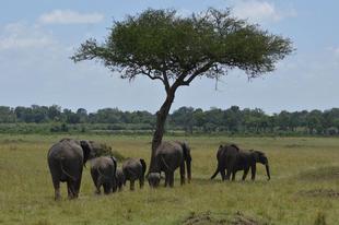 ライオン担当者が見た、アフリカ紀行！～マサイマラ国立保護区・ゾウのカウンティング編～