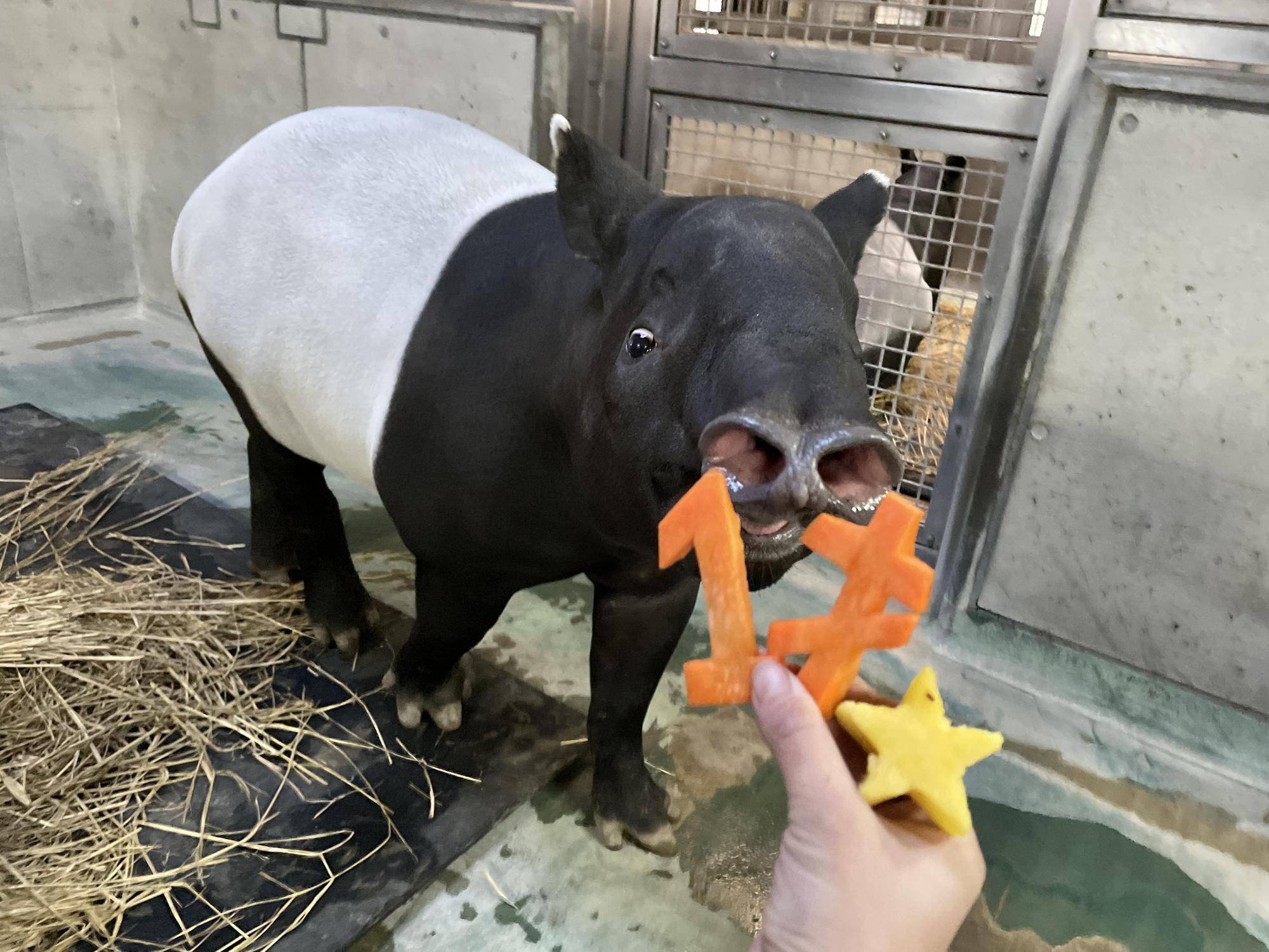うり坊成長日記 祝★☆★ひでお1才!★☆★の写真
