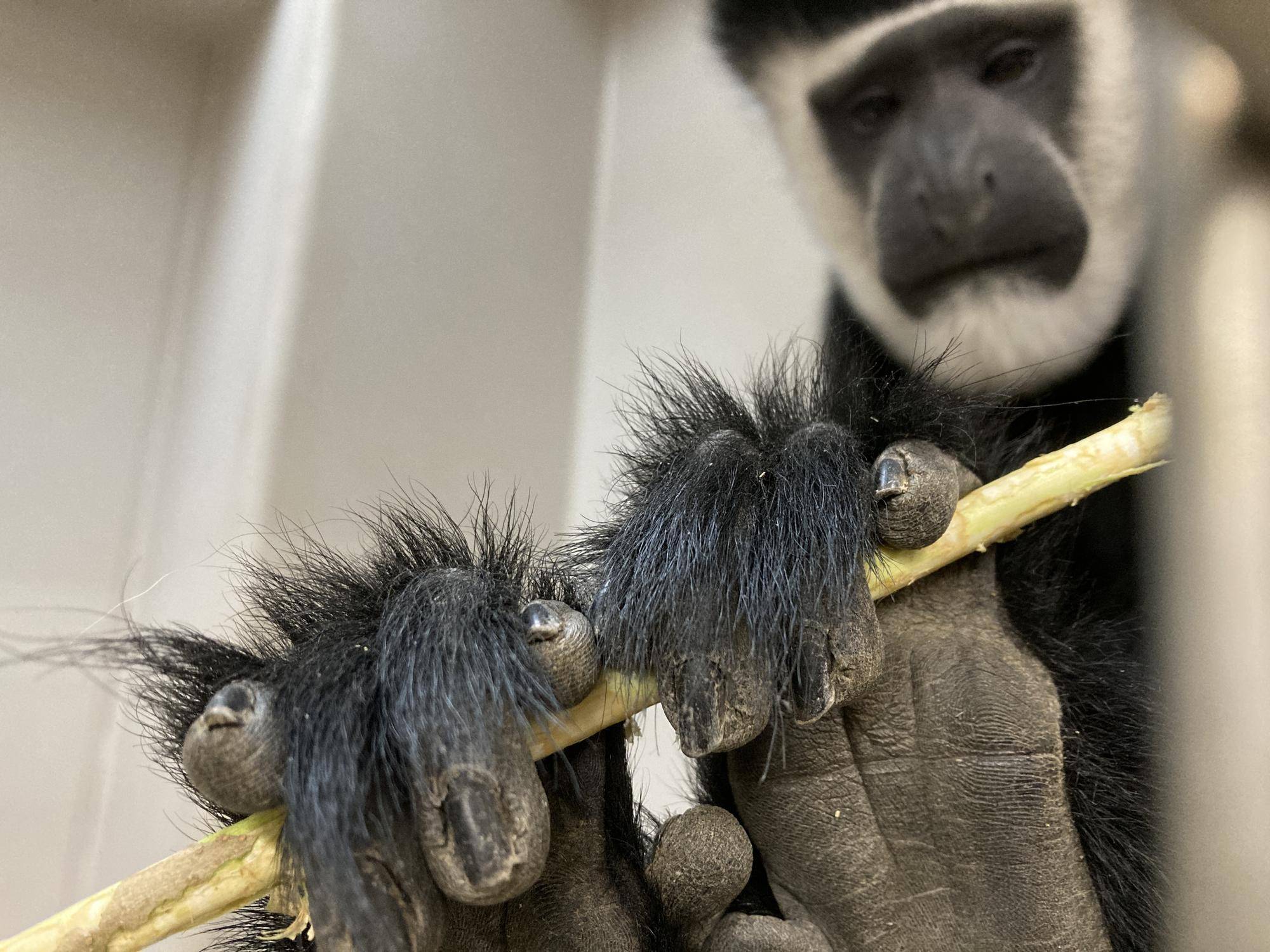 アビシニアコロブスとミカンの写真