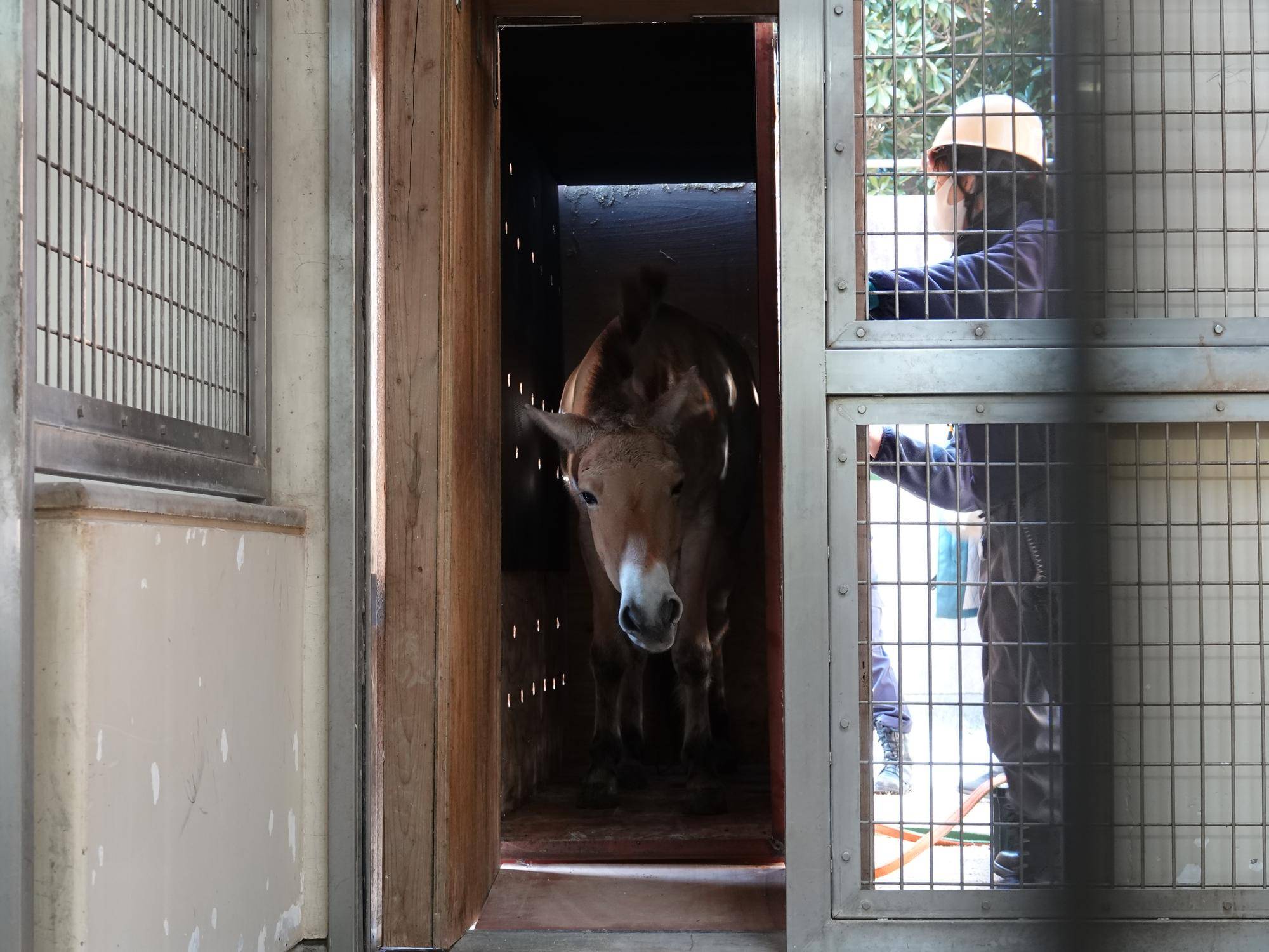 モウコノウマ来園☆*+。の写真