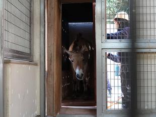 モウコノウマ来園☆*+。