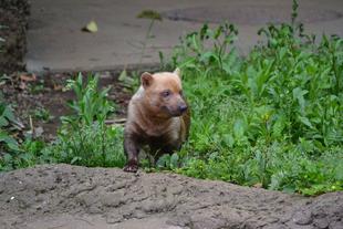 フキの想い出・・・②