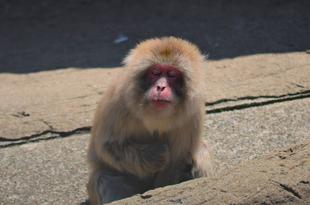 🎍お正月イベントやりました♪🎍🐒