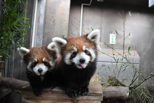  レッサーパンダすくすく成長日記　[愛称発表]