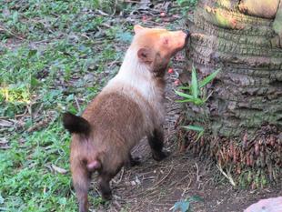 フキの想い出・・・①