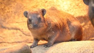 トロロともちの同居④