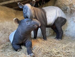 うり坊成長日記 意外とのびのび...編