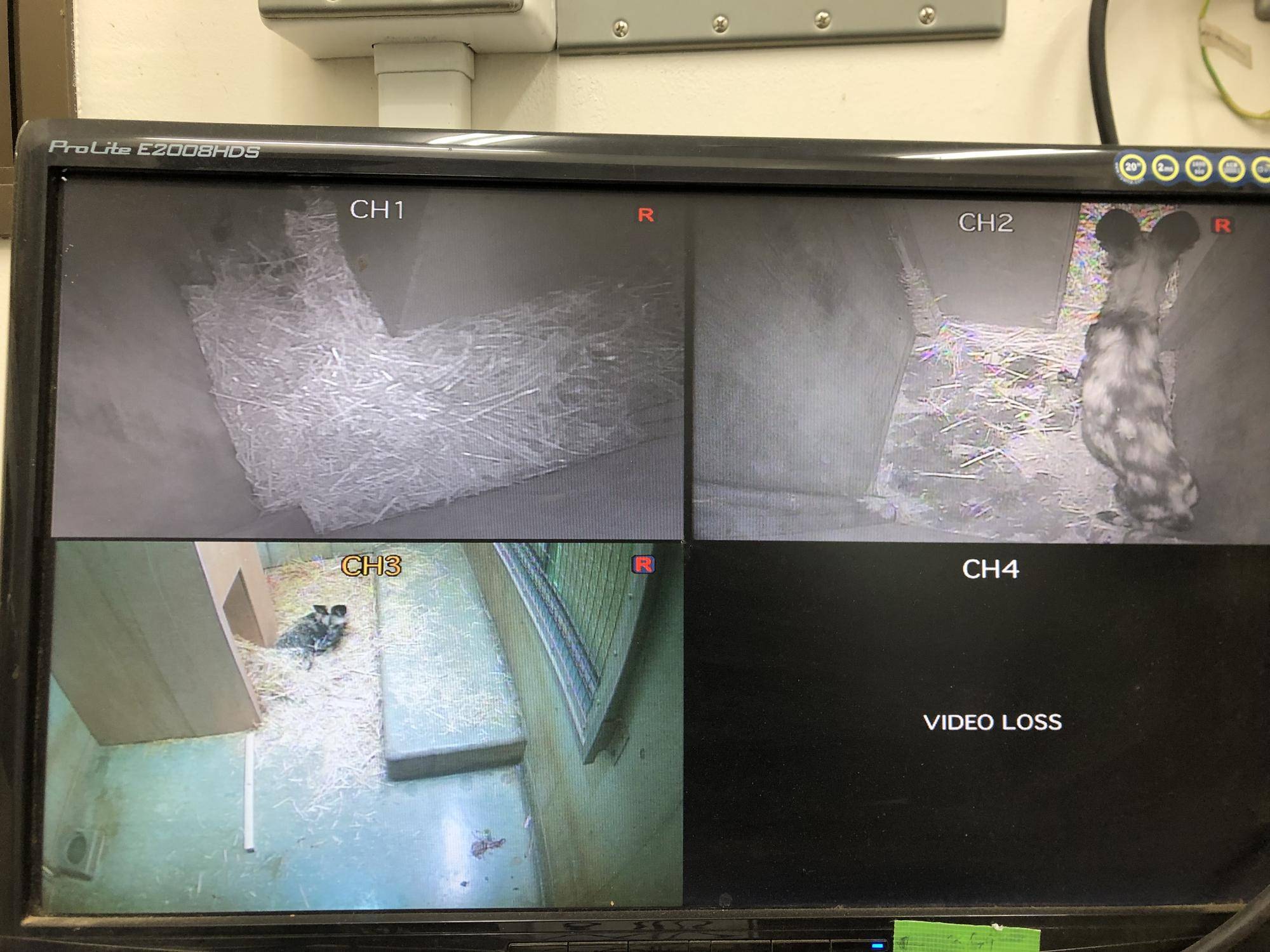 リカオン人工哺育記 プロローグ編の写真