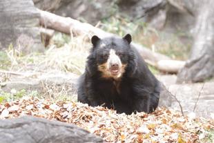 新たなエンリッチメントの試み(メガネグマ④)美雨編