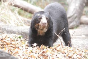 新たなエンリッチメントの試み(メガネグマ④)美雪編