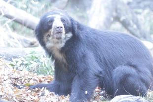 新たなエンリッチメントの試み(メガネグマ④)雪雄編
