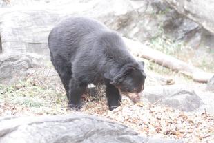 新たなエンリッチメントの試み(メガネグマ④)ルイス編