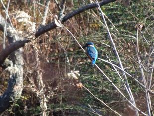 ～　自然体験林の隣の池　～