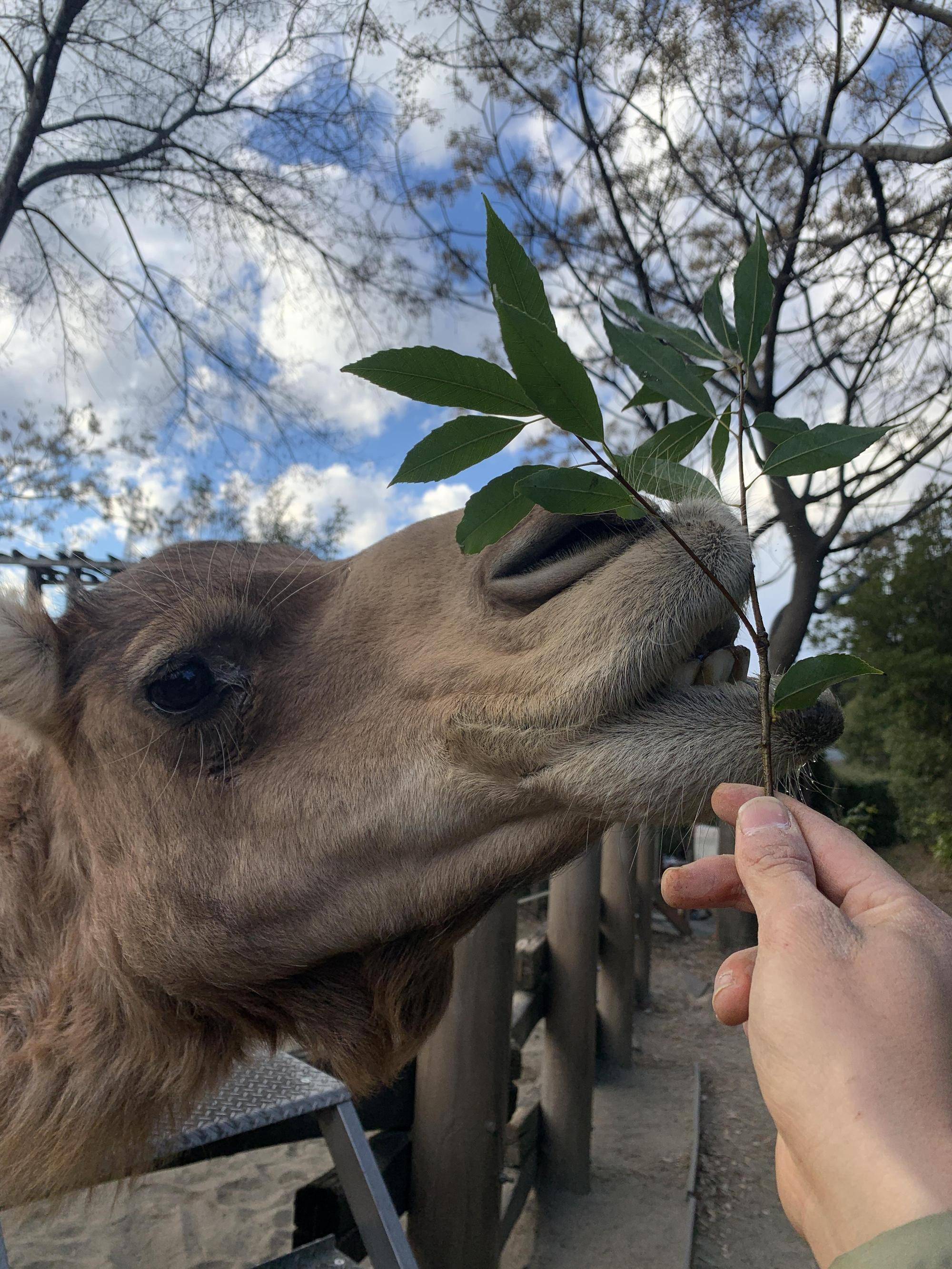 ラクダもウサギも草を食うの写真