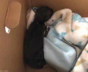 リカオン人工哺育記～その１～　人工哺育の始まり