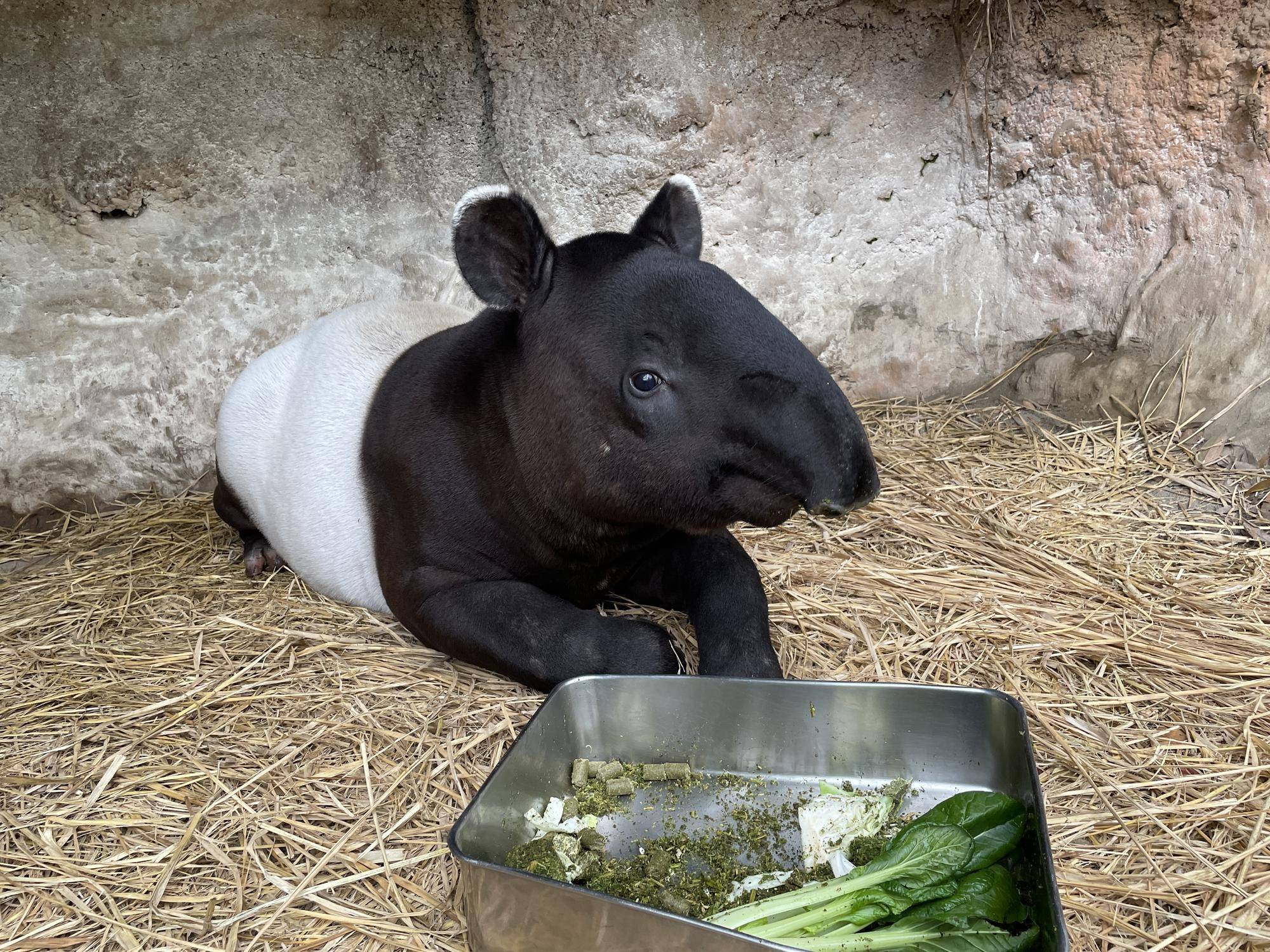 うり坊成長日記 ひでおは、食べる。完 編の写真
