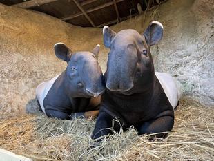 うり坊成長日記 密です。編