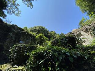 🦊ホンドギツネ展示お休みのおしらせ🦊