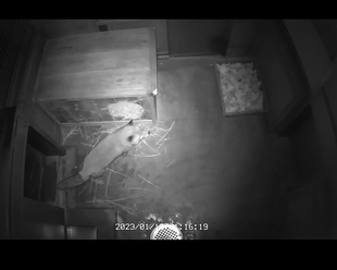 🦊カズオ近況報告🦊