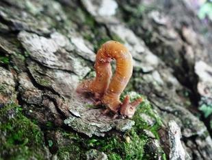 ～　ウサギ〇〇〇　～