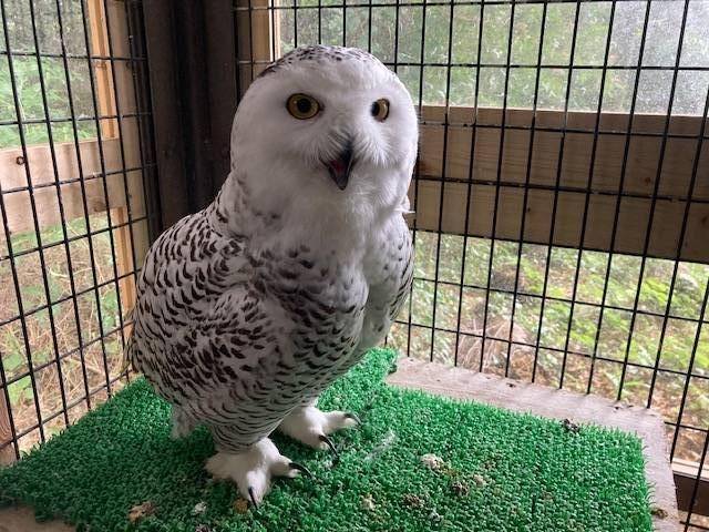 ユキ、今年もおこもりの写真