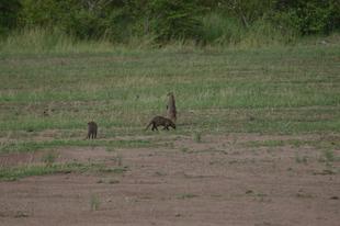 ライオン担当者が見た、アフリカ紀行！～マサイマラ国立保護区・横浜お馴染みのようで...？？編～