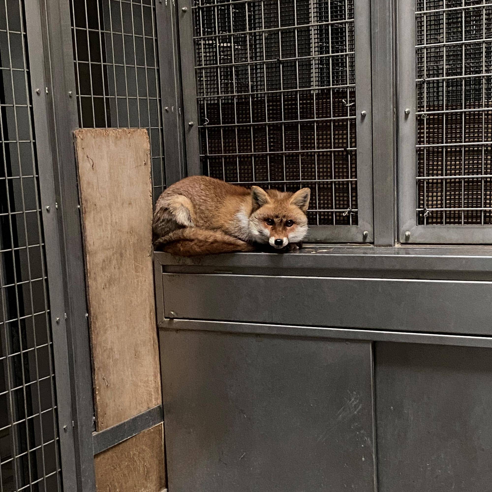 🦊ミンカ近況報告🦊の写真